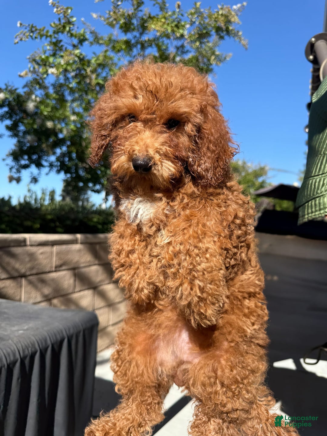 Goldendoodle dogs for sale: Annabelle - Image 1