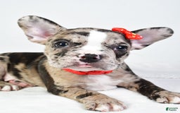 Frenchton dogs for sale: Finley - Image 3