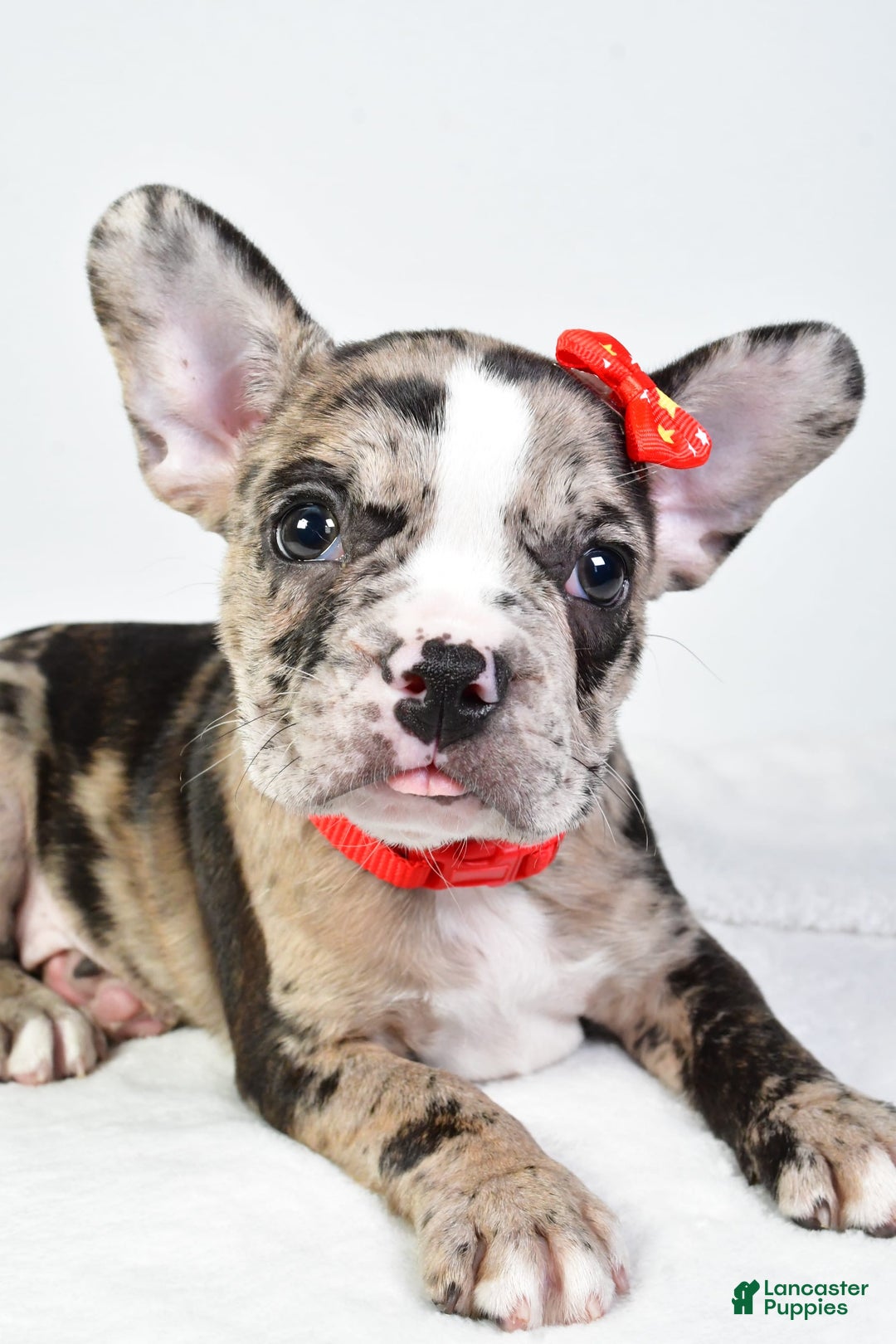 Frenchton dogs for sale: Finley - Image 3