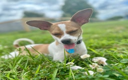 Chihuahua dogs for sale: Willow - Image 1