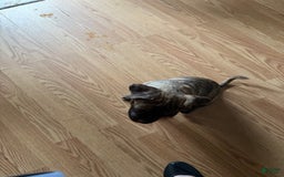 American Pit Bull Terrier dogs for sale: Elsa aka Brindle - Image 3