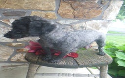 Toy Poodle dogs for sale: Hanna - Image 8