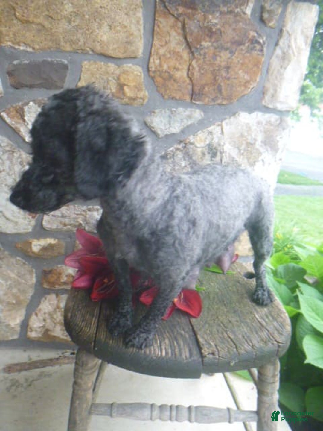 Toy Poodle dogs for sale: Hanna - Image 8