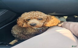 Miniature Poodle dogs for sale: Ginger - Image 4