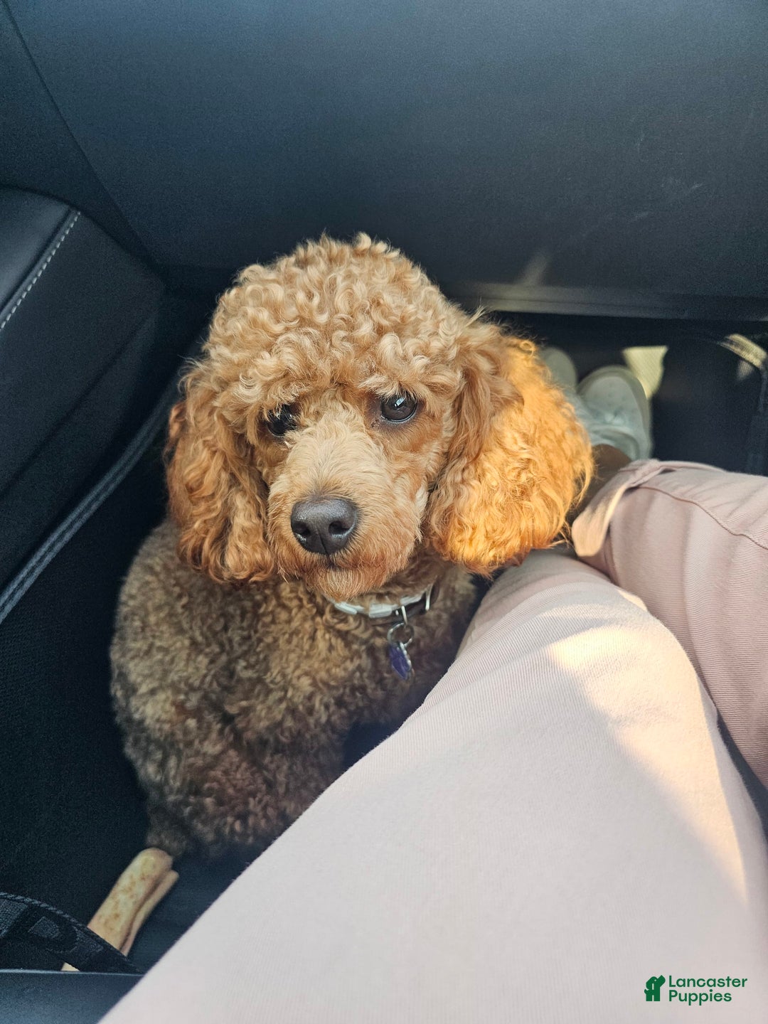 Miniature Poodle dogs for sale: Ginger - Image 4
