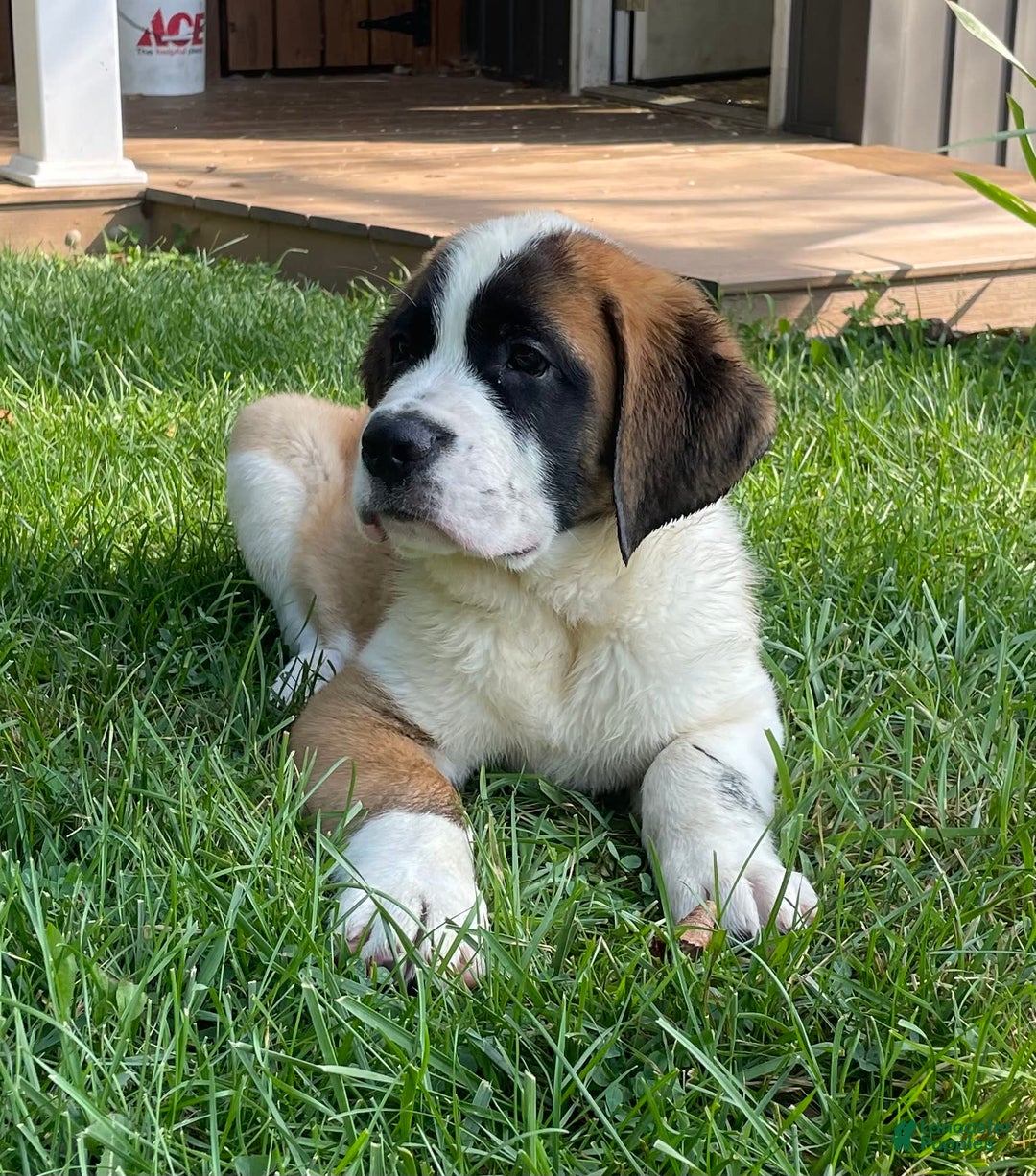 Saint Bernard dogs for sale: Maverick - Image 3