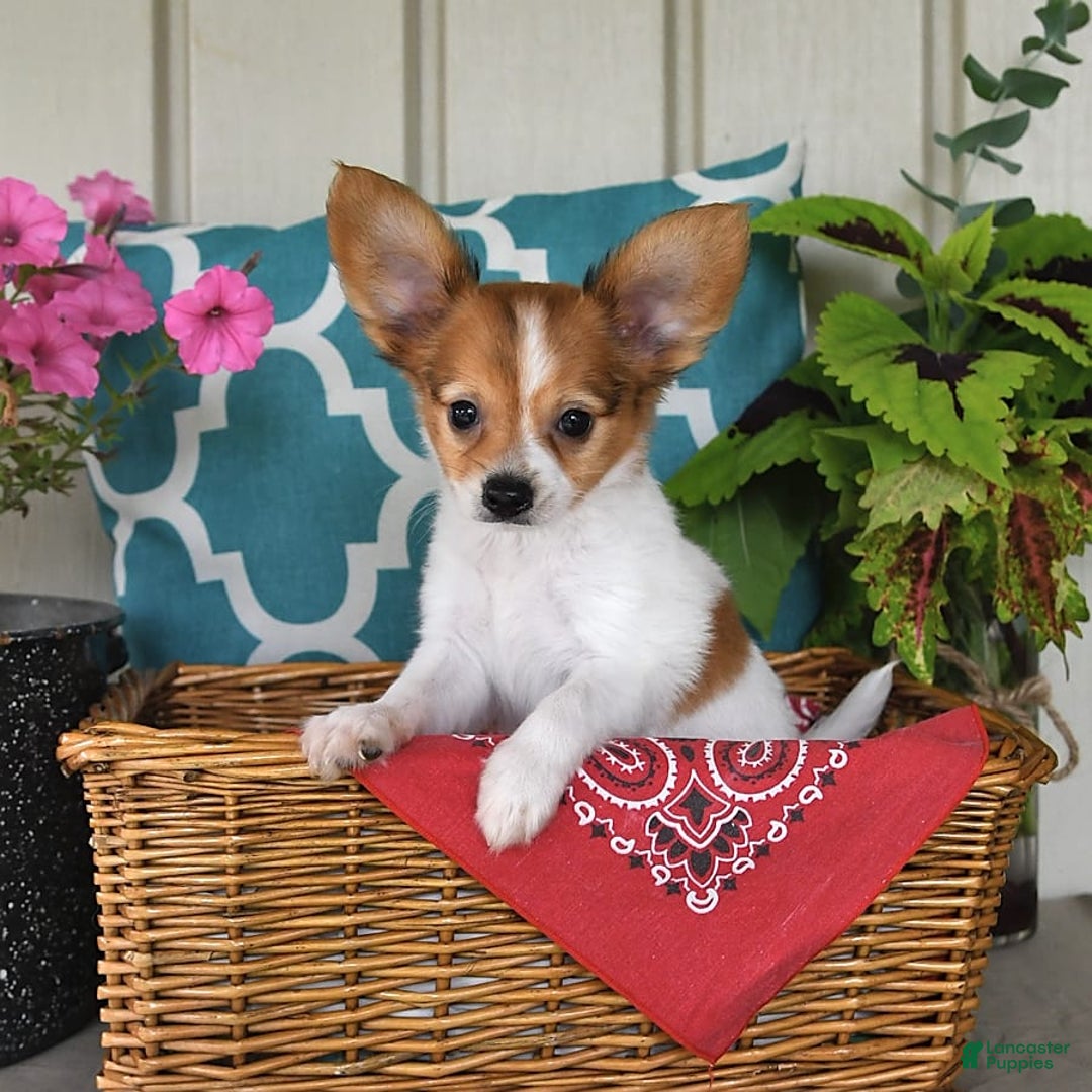 Papillon dogs for sale: Bailey - Image 5