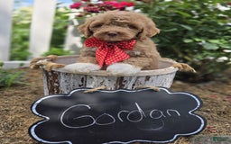 Bernedoodle dogs for sale: Gordan - Image 6