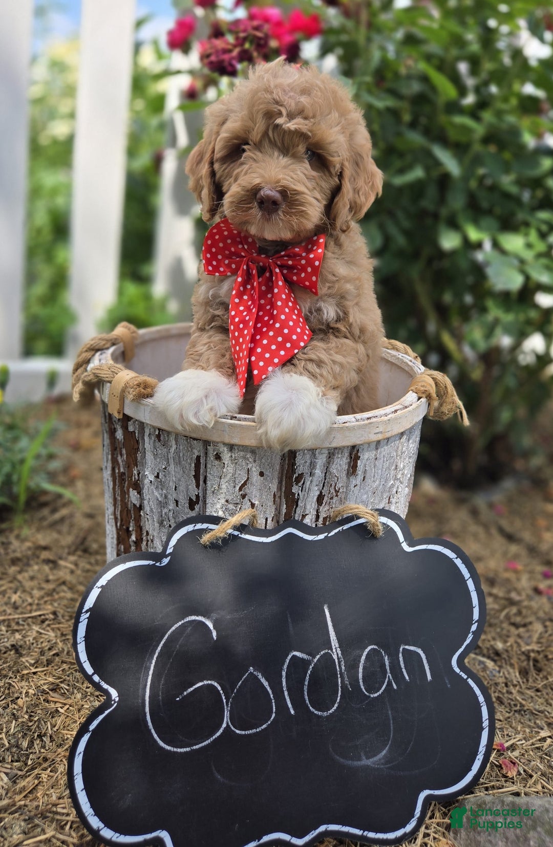 Bernedoodle dogs for sale: Gordan - Image 6