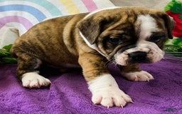 English Bulldog dogs for sale: Alex - Image 3