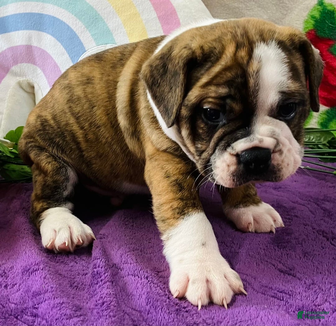 English Bulldog dogs for sale: Alex - Image 3
