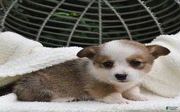 Welsh Corgi Pembroke dogs for sale: Rose - Image 1