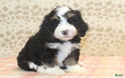 Mini Bernedoodle dogs for sale: Riley - Image 3