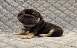 French Bulldog dogs for sale: Stevie - Image 3