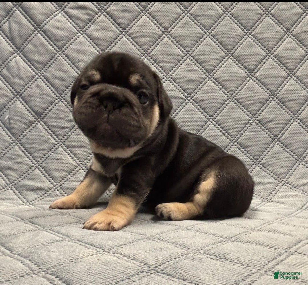 French Bulldog dogs for sale: Stevie - Image 3