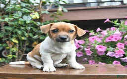 Jack Russell Terrier dogs for sale: Finn - Image 1