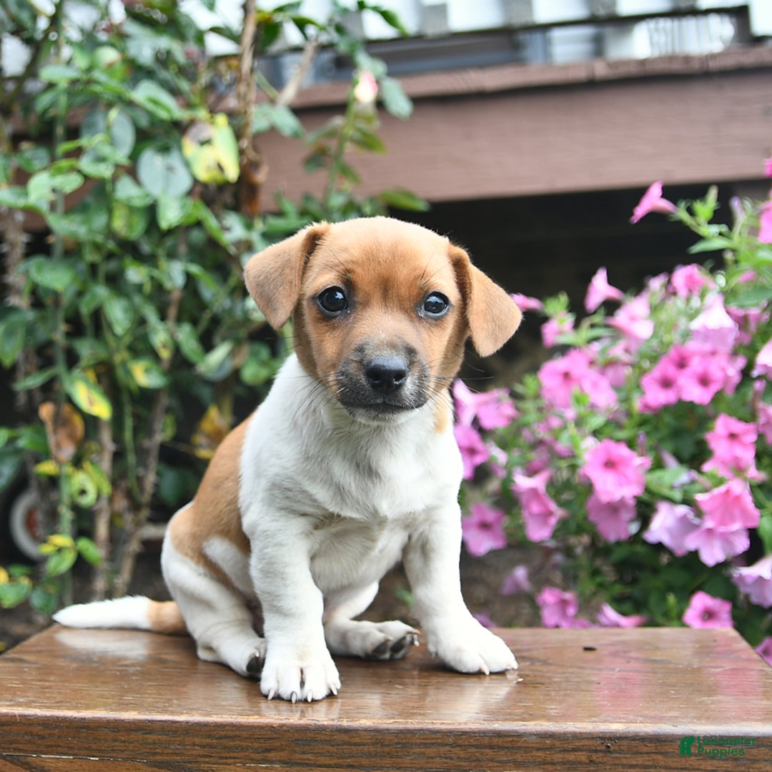 Jack Russell Terrier dogs for sale: Finn - Image 1