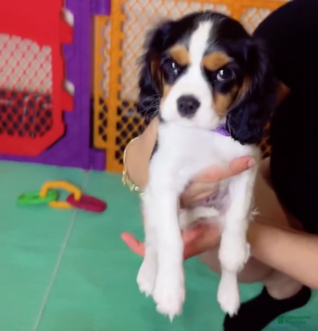 Cavalier King Charles Spaniel dogs for sale: Nova 💫 - Image 1