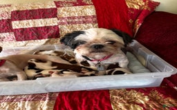Shih Tzu dogs for sale: Ruby - Image 4