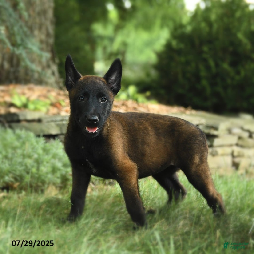 Belgian Malinois dogs for sale: Cricket - Image 2