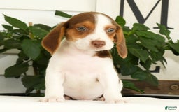 Beagle dogs for sale: Porter - Image 2