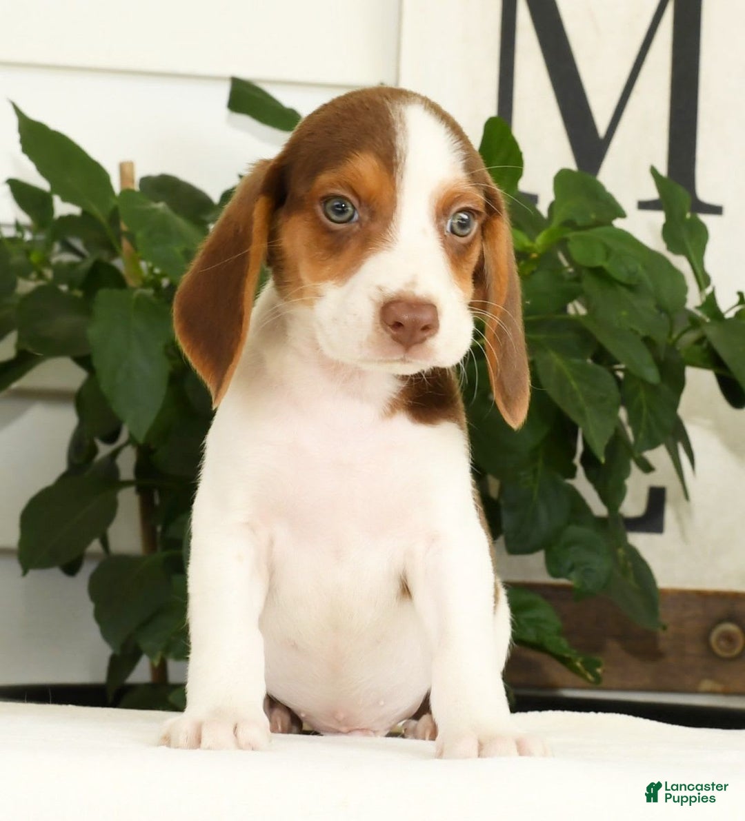 Beagle dogs for sale: Porter - Image 2