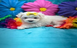 Maltese dogs for sale: AKC yellow bow - Image 2