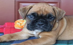 Boxer dogs for sale: Winston  - Champ Lines - Image 6