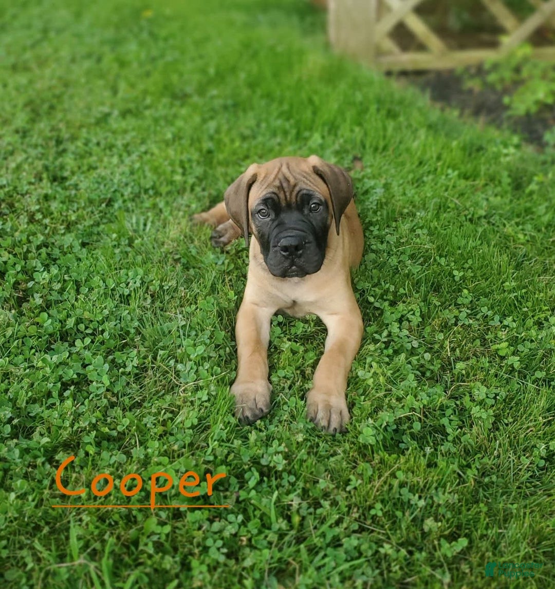 Bullmastiff dogs for sale: Cooper - Image 4