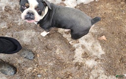 Olde English Bulldogge dogs for sale: Sweetie - Image 7