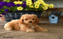 Cockapoo dogs for sale: Mocha - Image 2