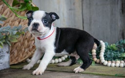 Boston Terrier dogs for sale: Payday - Image 3