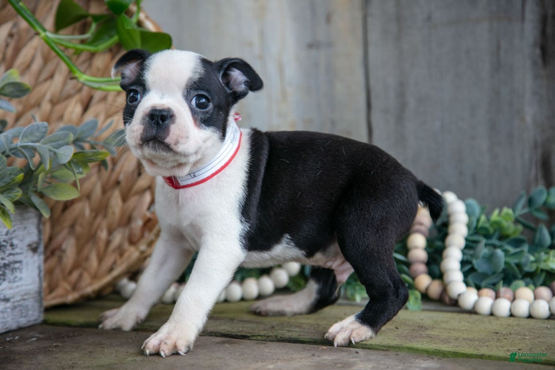 Boston Terrier dogs for sale: Payday - Image 3