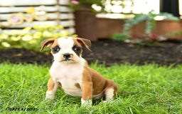 Boxer dogs for sale: Emerald - Image 2