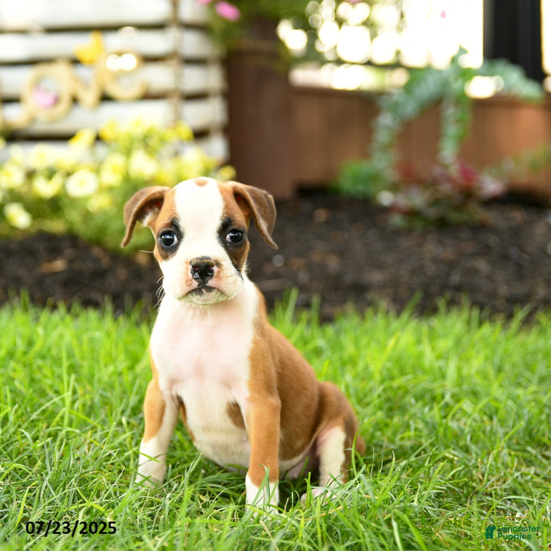 Boxer dogs for sale: Emerald - Image 2