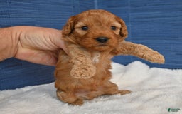 Cavapoo dogs for sale: Cavapoo 6 puppies - Image 21