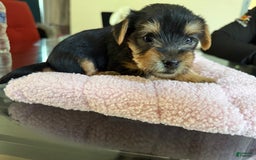 Yorkshire Terrier dogs for sale: Lavender - Image 4