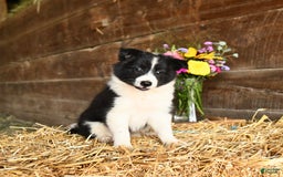 Shetland Sheepdog dogs for sale: Chief - Image 3