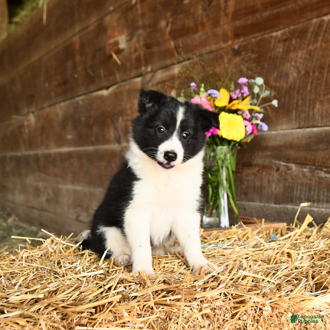 Shetland Sheepdog dogs for sale: Chief - Image 3