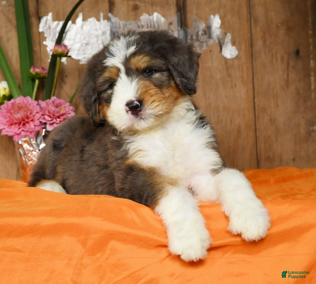 Bernedoodle dogs for sale: Diana - Image 8