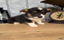 Welsh Corgi Pembroke dogs for sale: Chase - Image 2