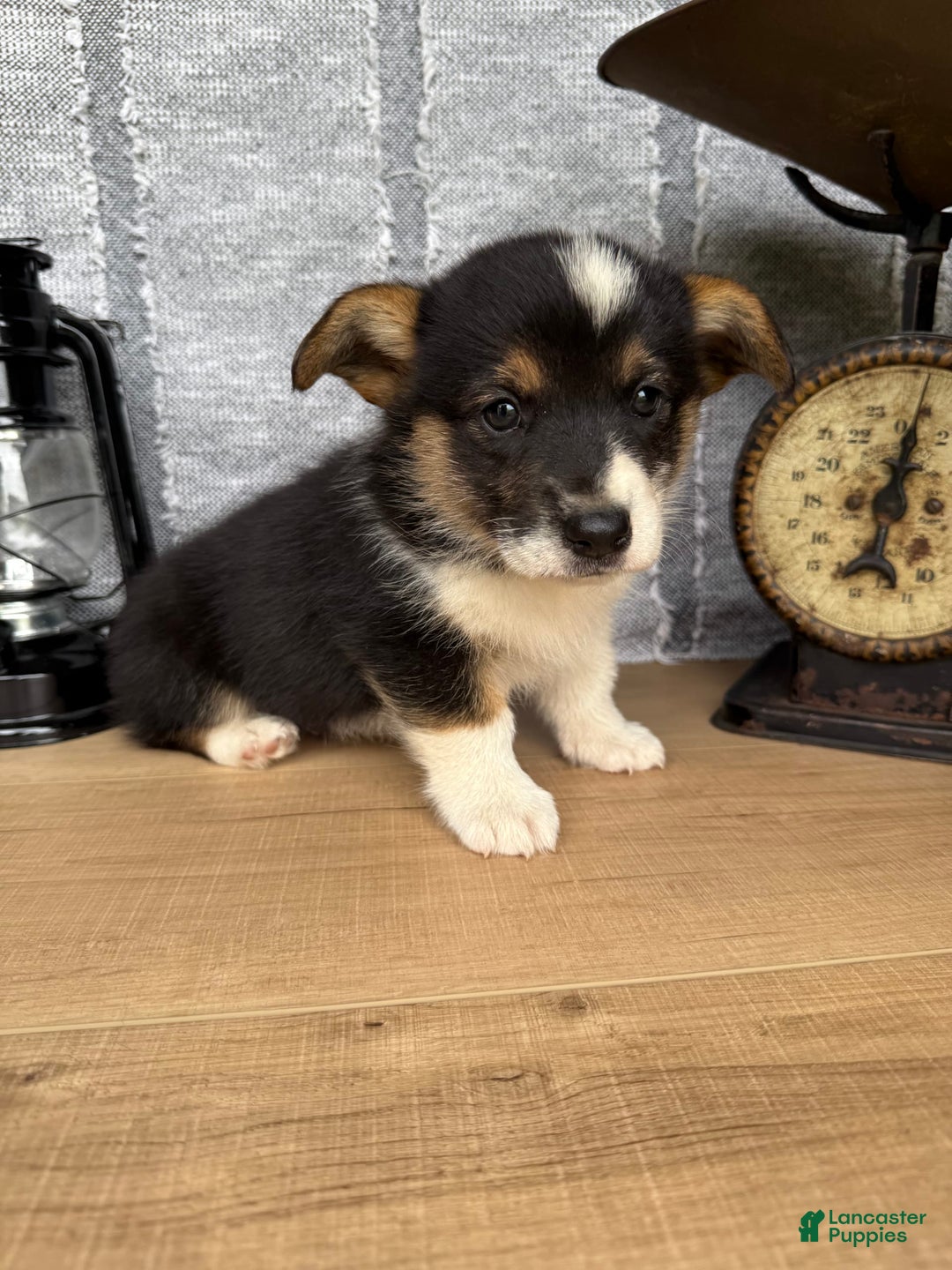 Welsh Corgi Pembroke dogs for sale: Chase - Image 2