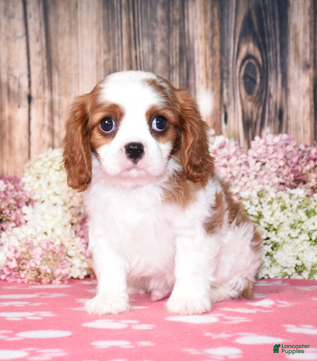Cavalier King Charles Spaniel dogs for sale: Oscar - Image 7