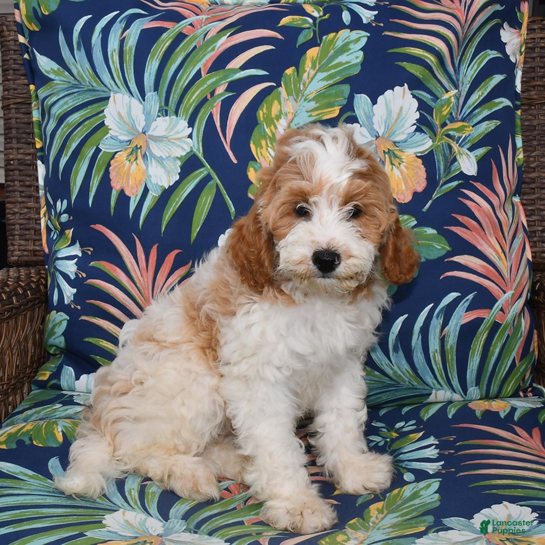 Forever dogs for sale: Lily - Image 5