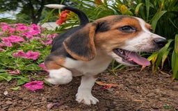 Beagle dogs for sale: Caramel - Image 13