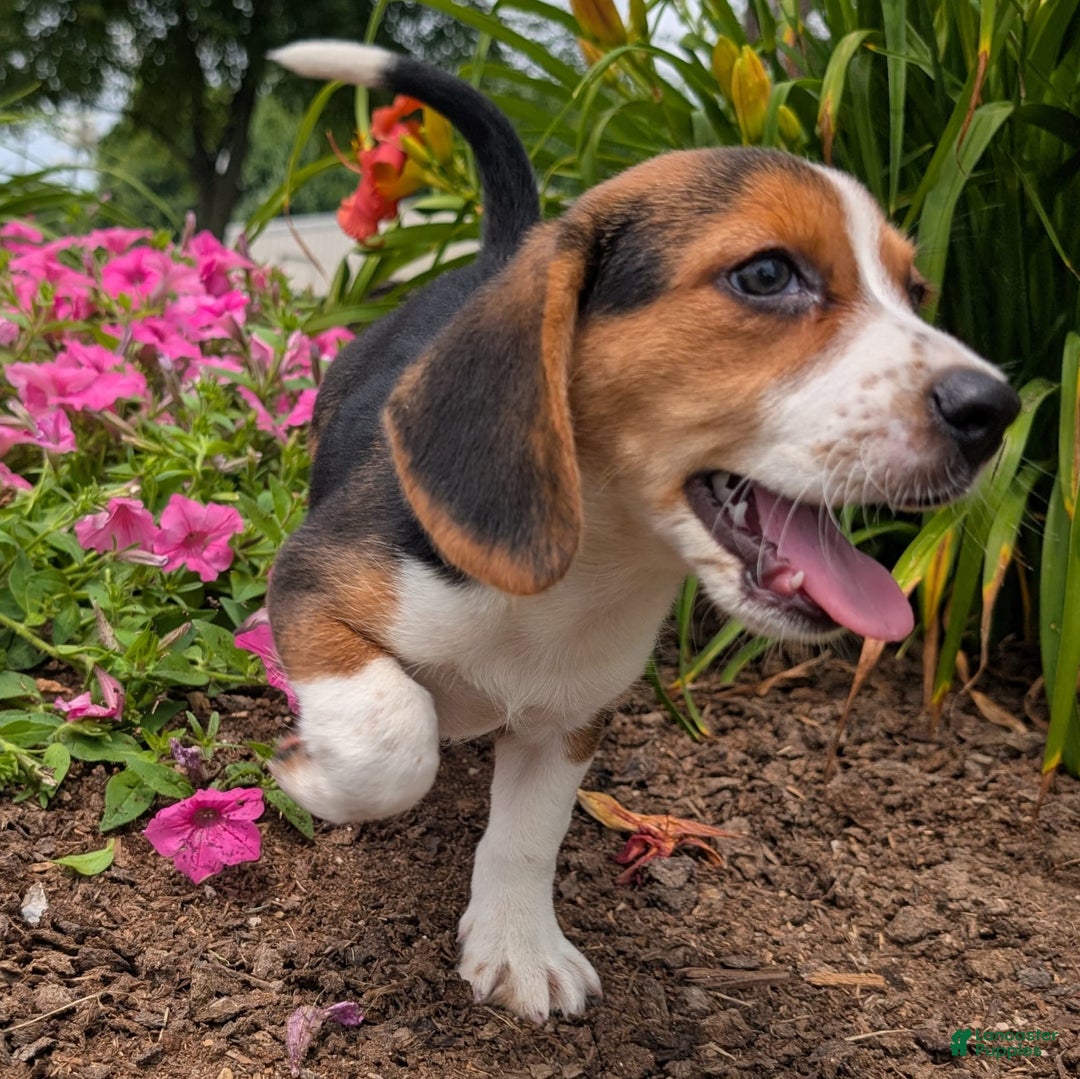 Beagle dogs for sale: Caramel - Image 13