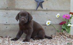 Labrador Retriever dogs for sale: Labrador Retriever 7 puppies - Image 2