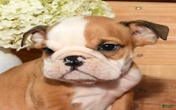 Beabull dogs for sale: Chase - Image 6