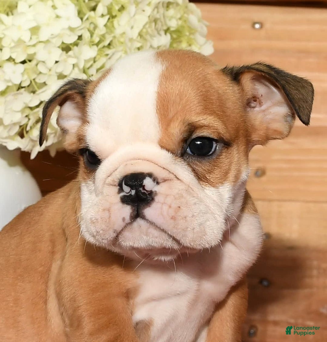 Beabull dogs for sale: Chase - Image 6