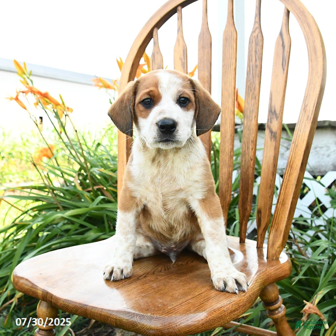 Beagle dogs for sale: Leo - Image 2